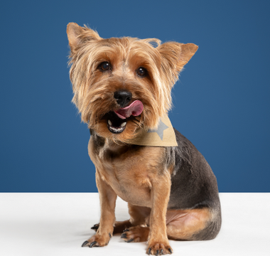 A charming animal world is already waiting for you!