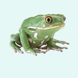 For Frogs